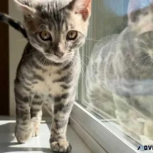 Tica registered and dewormed Bengals