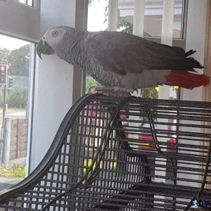 Congo African Grey Parrot