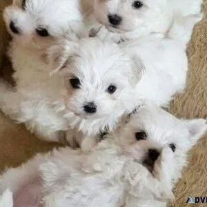 Yorkie puppy