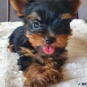 yorkshire terrier puppies for sale in devon and cornwall