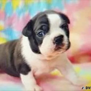 CKC and APRI Boston Terrier Puppies 