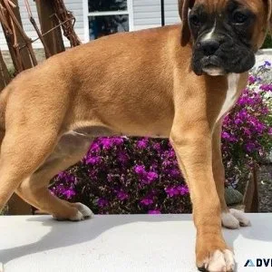 AKC Boxer puppies for lovely homes