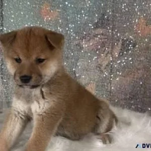 Shiba Inu puppies available