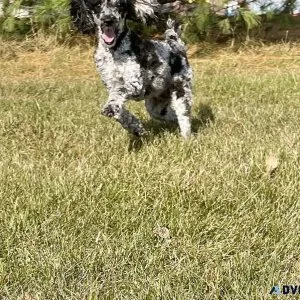Mini poodle female 2 years old