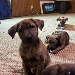 7 week old puppies