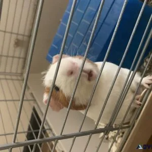 Male Guinea pig