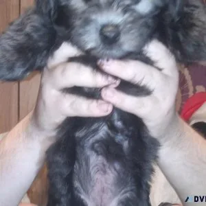 Two female yorkipoo puppies for sale