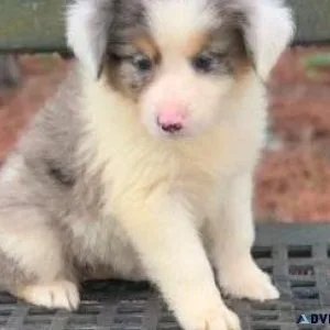 AKC reg. Border Aussie puppies