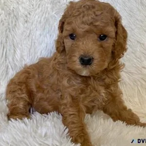 Red Toy Poodle Puppies