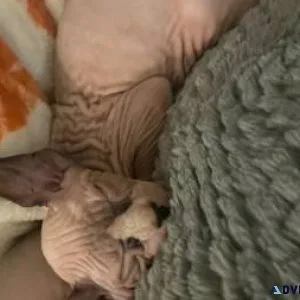 Rehoming Sphynx kittens