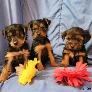 Yorkies AKC  Registered