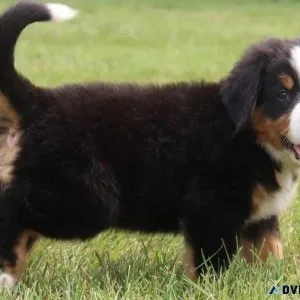 AKC reg. Bernese Mountain Dogs for sale