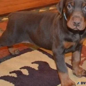 Full Bloodlines Doberman Pinscher
