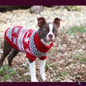 CKC Older Boston Terrier Puppies 