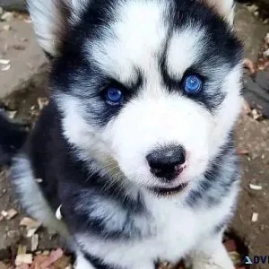 Quality Siberian Husky Puppies