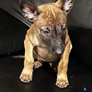 Belgian Malinois