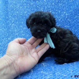 Malshih Puppies