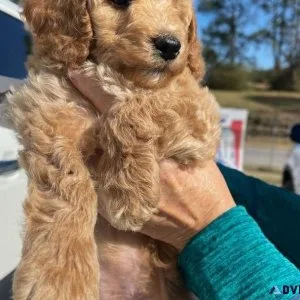 Goldendoodle Mini Female MultiGen
