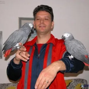 Well Tamed African Grey Parrots for sale