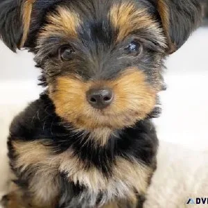 AKC registered Teacup Yorkie puppies for adoption