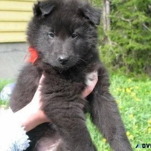 Adorable Belgian Shepherd puppies