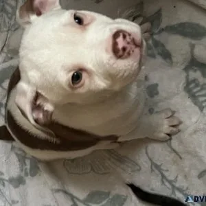 Pit mix puppies