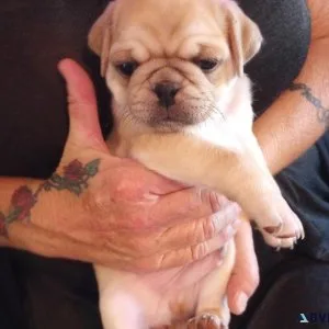Pug puppies