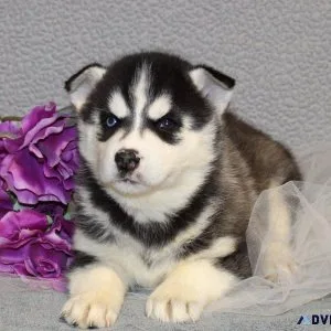 Astonishing Siberian Husky puppies available