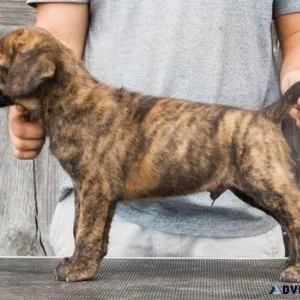 Cane Corso Puppies for Sale