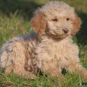 Beautiful Cockapoo Puppies For Sale.