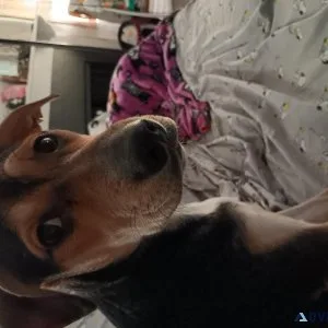 Free puppy