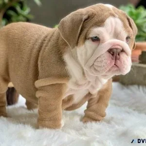 English Bulldog Puppies For Sale