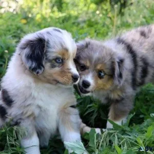 Australian Shepherd Puppies