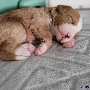 Bernedoodle puppy