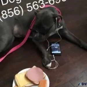 Puppy obedience socialization