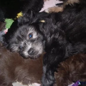 One.12week old yorkipoo puppy