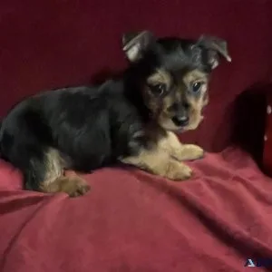Yorkie Tcup Boy