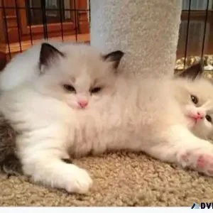Ragdoll kittens female and male for sale
