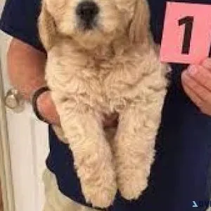 Tiny golden doodles