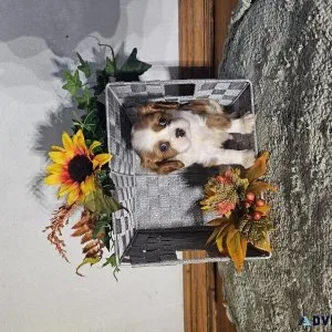 Cavalier pups for sale