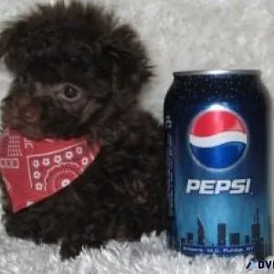 AKC Standard Poodles For Lovely Home