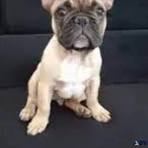 Frenchton