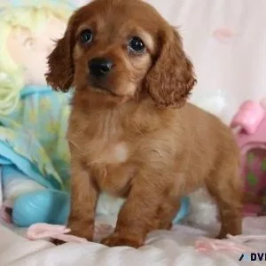 Adorable Cavapoo Puppies