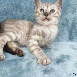 Adorable Bengal Kittens available for Purchase