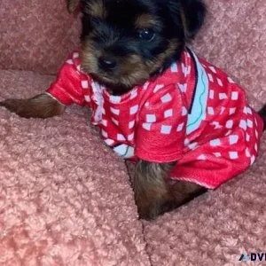 bhrj Yorkshire Terrier Puppies