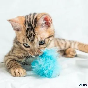 Buy Cat Toys in India Online 2023 - Pawrulz