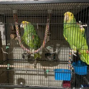 Amazon Parrot
