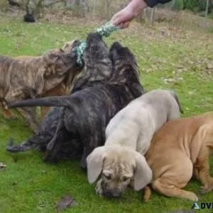 Sweet Fila Brasileiro Puppies For Sale