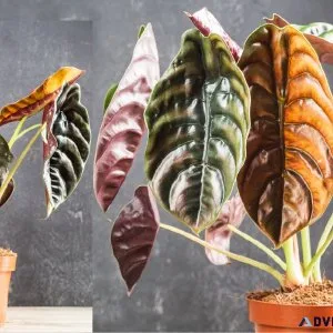 Why buy Alocasia Cuprea  Red Secret 