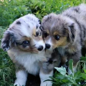 Mini Australian Shepherd Puppies